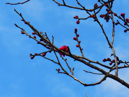20130210-1.jpg