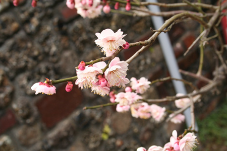 20130308-1.jpg
