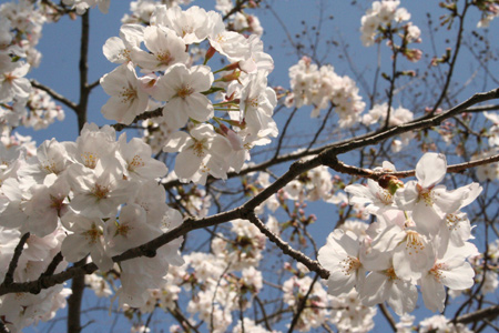 20130330-1.jpg