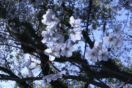 20130330-4.jpg