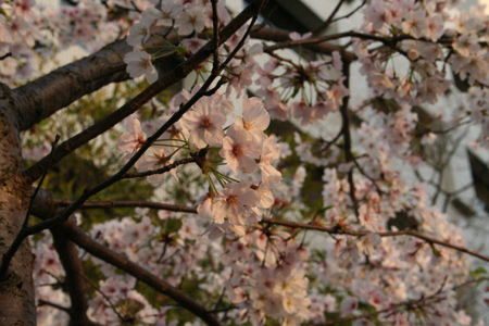 20130330-7.jpg