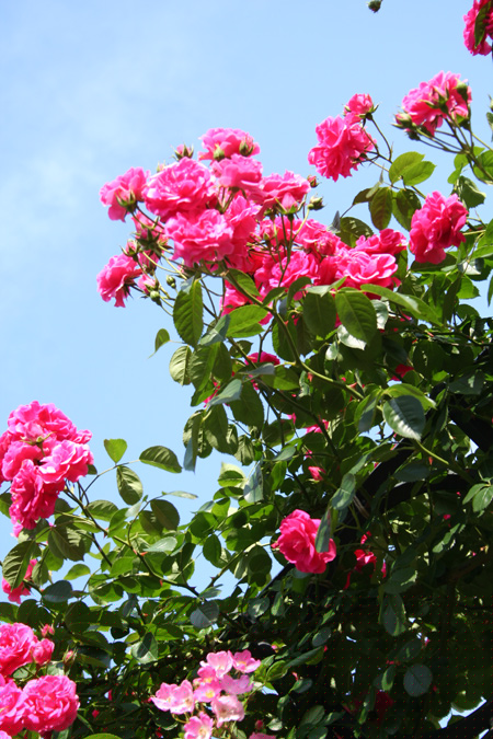 20130518-7.jpg