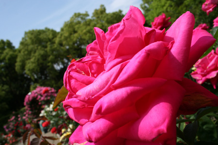20130518-9.jpg
