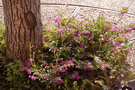 20130524-7.jpg