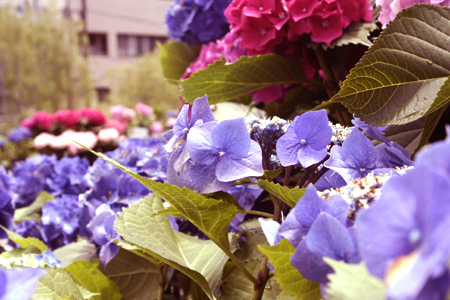 20130619-2.jpg