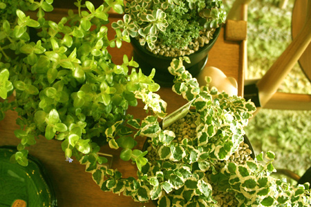 20130619-3.jpg