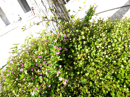 20140516-10.jpg
