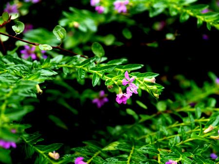 20140801-7.jpg