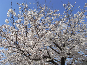 2010.03.26sakura.jpg