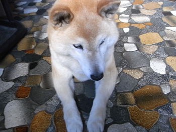 犬-２.jpg
