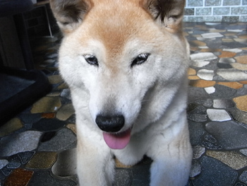 犬-1.jpg