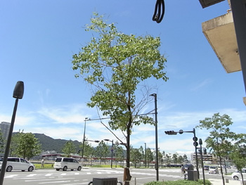 20100717-0.jpg