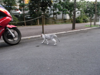 20100807 (5).JPG