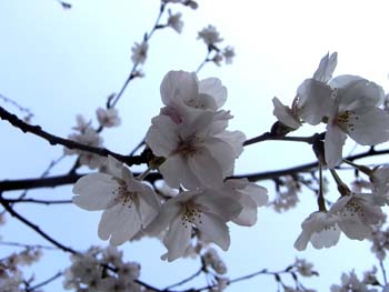 20110302-1.jpg