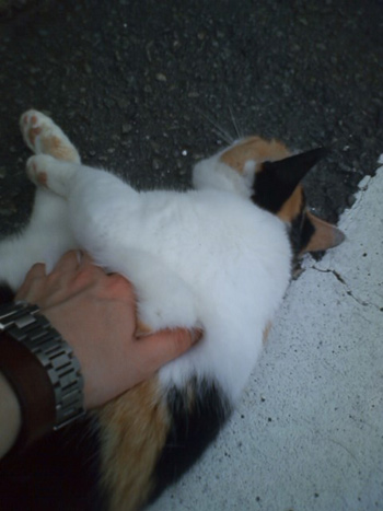 20110610-bb.jpg