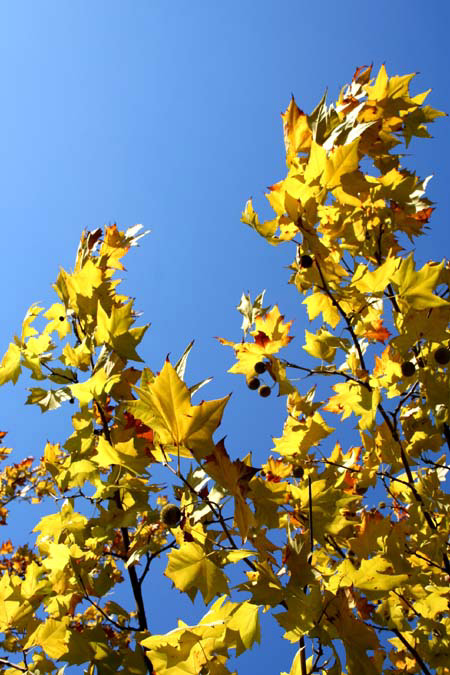 20111125-1.jpg
