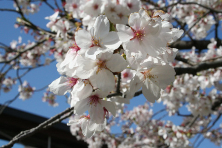 20120407-1.jpg