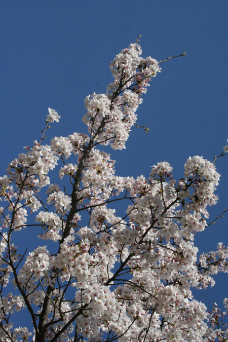 20120407-2.jpg