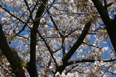 20120407-3.jpg