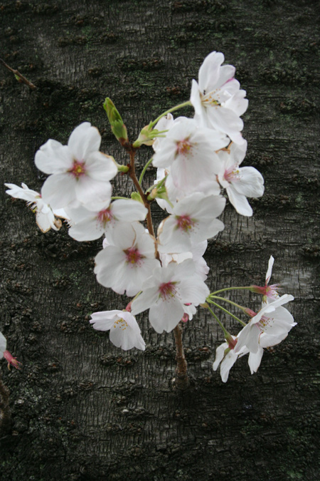 20120407-4.jpg
