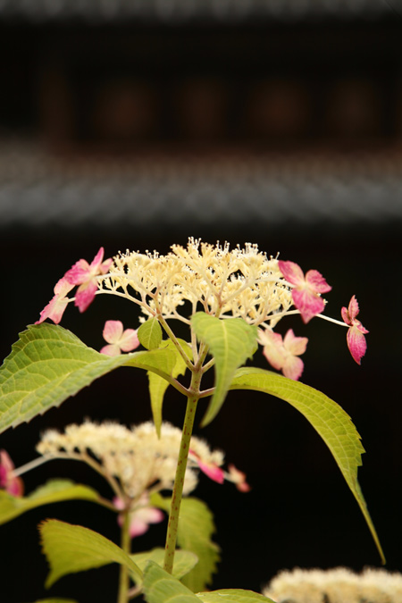 20120608-10.jpg