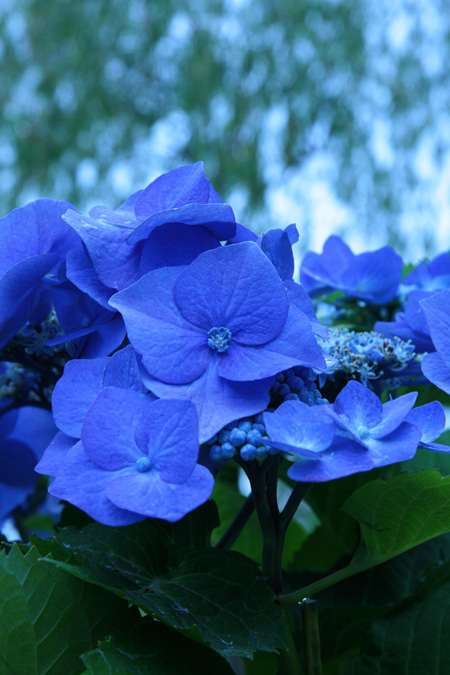 20120608-5.jpg