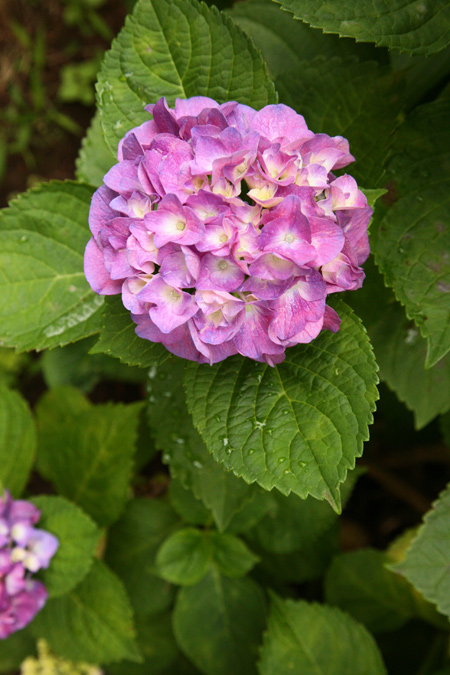20120608-9.jpg