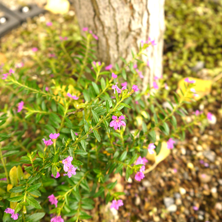 20120721-3.jpg