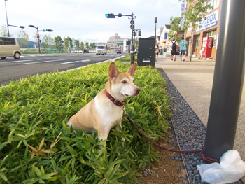 inu1.jpg