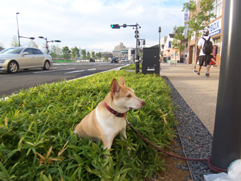 inu2.jpg