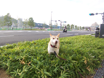 inu3.jpg