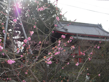 s-ume-2.jpg