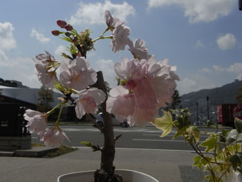 sakura-chan.jpg
