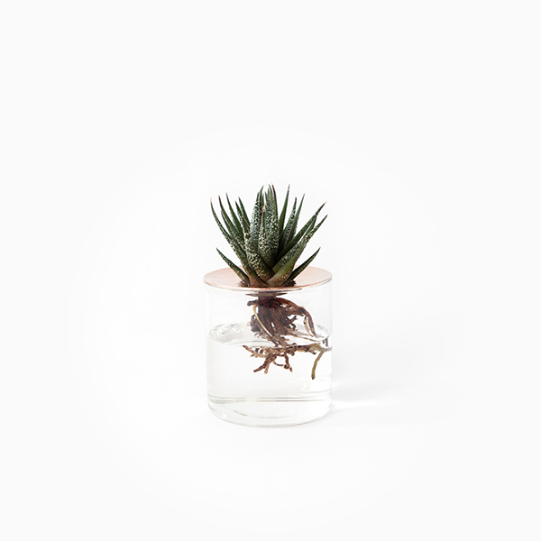lid_cp_l01_1000.jpg